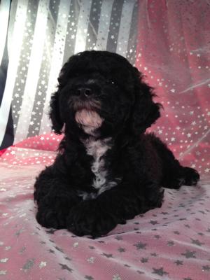 Black Cockapoo Puppy for Sale by Breeders Located in North Iowa.